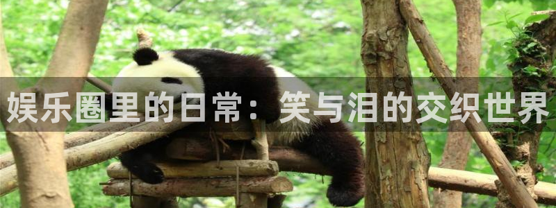 新航娱乐注册：娱乐圈里的日常：笑与泪的交织世界